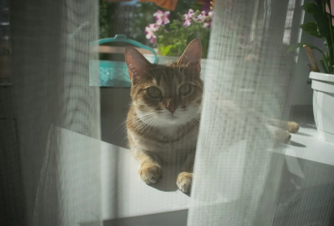 Calm, consistent support environment